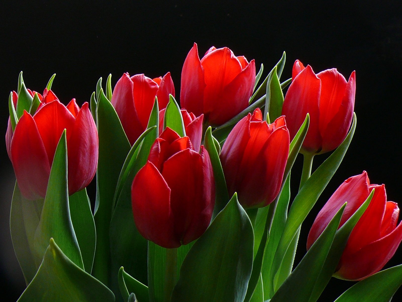 http://zelgan.ucoz.ru/Walpappers/flowers/RedRoses-1600.jpg